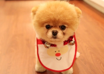 cute dog christmas widescreen wallpapers