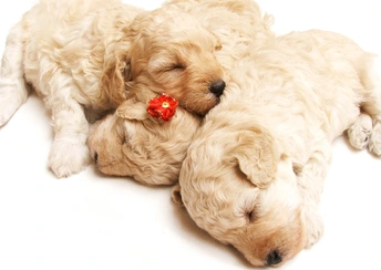 cute sleeping puppies widescreen wallpapers