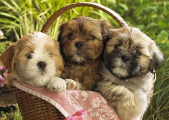 cute puppies 2 widescreen wallpapers