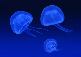 floating jellyfish widescreen wallpapers