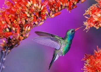 hummingbird widescreen wallpapers