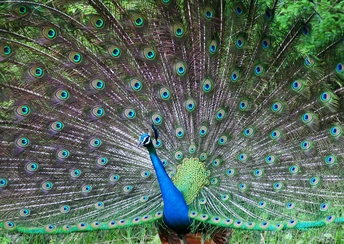 indian peafowl widescreen wallpapers