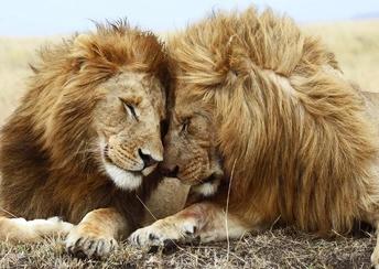 lions pair widescreen wallpapers
