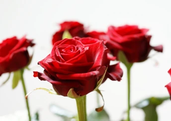 long stem red roses widescreen wallpapers