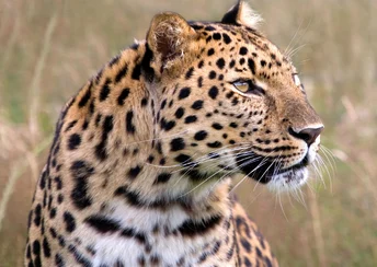 male amur leopard wildlife heritage uk widescreen wallpapers