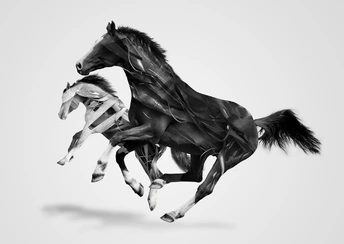 monochrome horses widescreen wallpapers