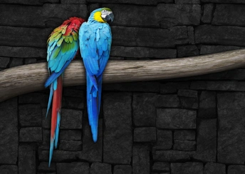 pair of parrots widescreen wallpapers