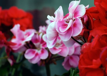 pink red flowers widescreen wallpapers