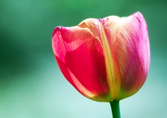 pink tulip flower widescreen wallpapers