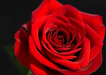 red rose widescreen wallpapers