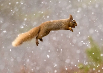 red squirrel widescreen wallpapers