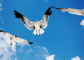 seagulls attack widescreen wallpapers