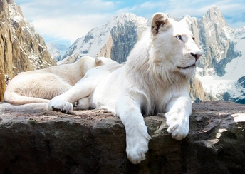 snow lion widescreen wallpapers