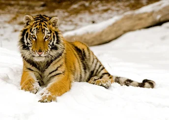 snowy afternoon tiger 1 widescreen wallpapers