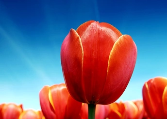 tulips widescreen wallpapers