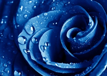 wet drops blue rose widescreen wallpapers