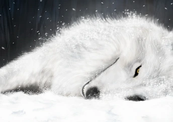 white fox in ice widescreen wallpapers