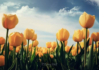 yellow tulips widescreen wallpapers