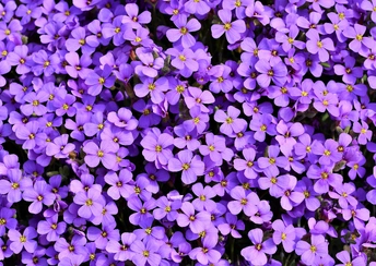 purle aubrieta flowers 5k other