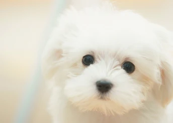 g cute white maltese puppy wallpaper dog