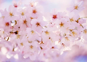 erry blossom cherry blossom image download