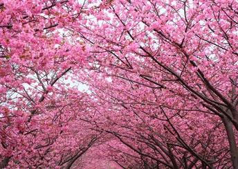 erry blossom cherry blossom tree wallpaper free download