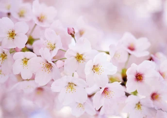 erry blossom beautiful cherry blossoms wallpaper download