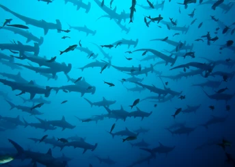 5k 4k cocos island costa rica underwater diving sharks