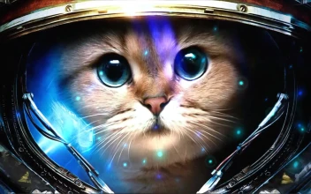 Space Cat Astronaut
