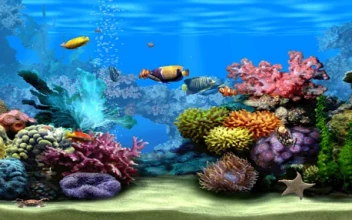 Marine Aquarium Screensaver