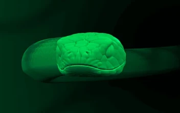 Green Snake Screensaver