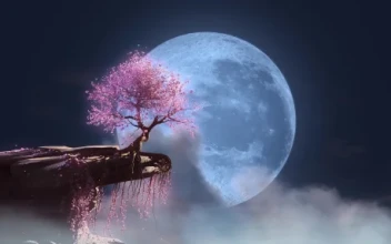 Sakura Dreamscape