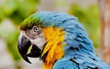 Parrot