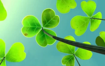 Under Swaying Leaves