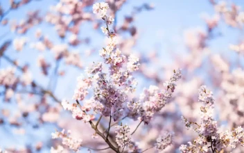 Sakura Light