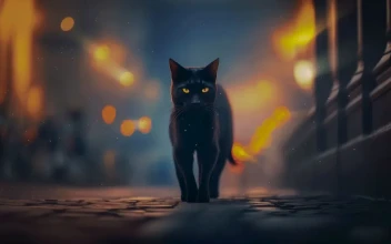 The Night Wanderer