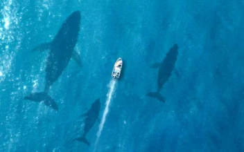 Whales Swimming Beneath Boat