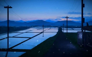 Rice Fields