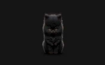 Super Cute Black Kitty