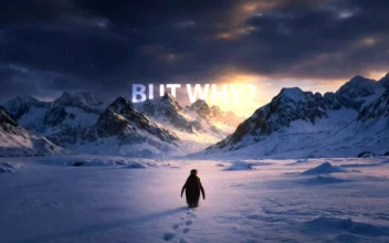 Nihilist Penguin