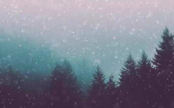 Heavy Snowing Forest