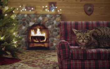 Magical cat on Christmas