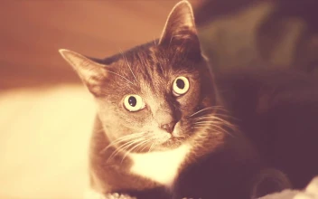 One Cat Look HD Animated Wallpaper