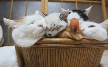 Sleeping Cats Animated Wallpaper