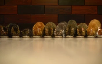 10 Cats vs Food HD