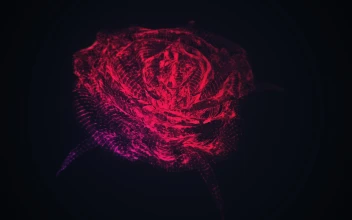 60fps 4k Rose