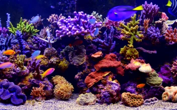 Aquarium