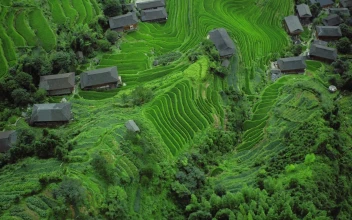 China Tea Fields