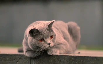 Lazy Grey Cat HD
