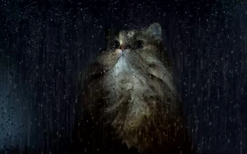 Rainy Window Cat
